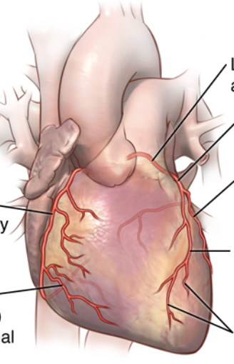 <p>2nd arrow on R</p>