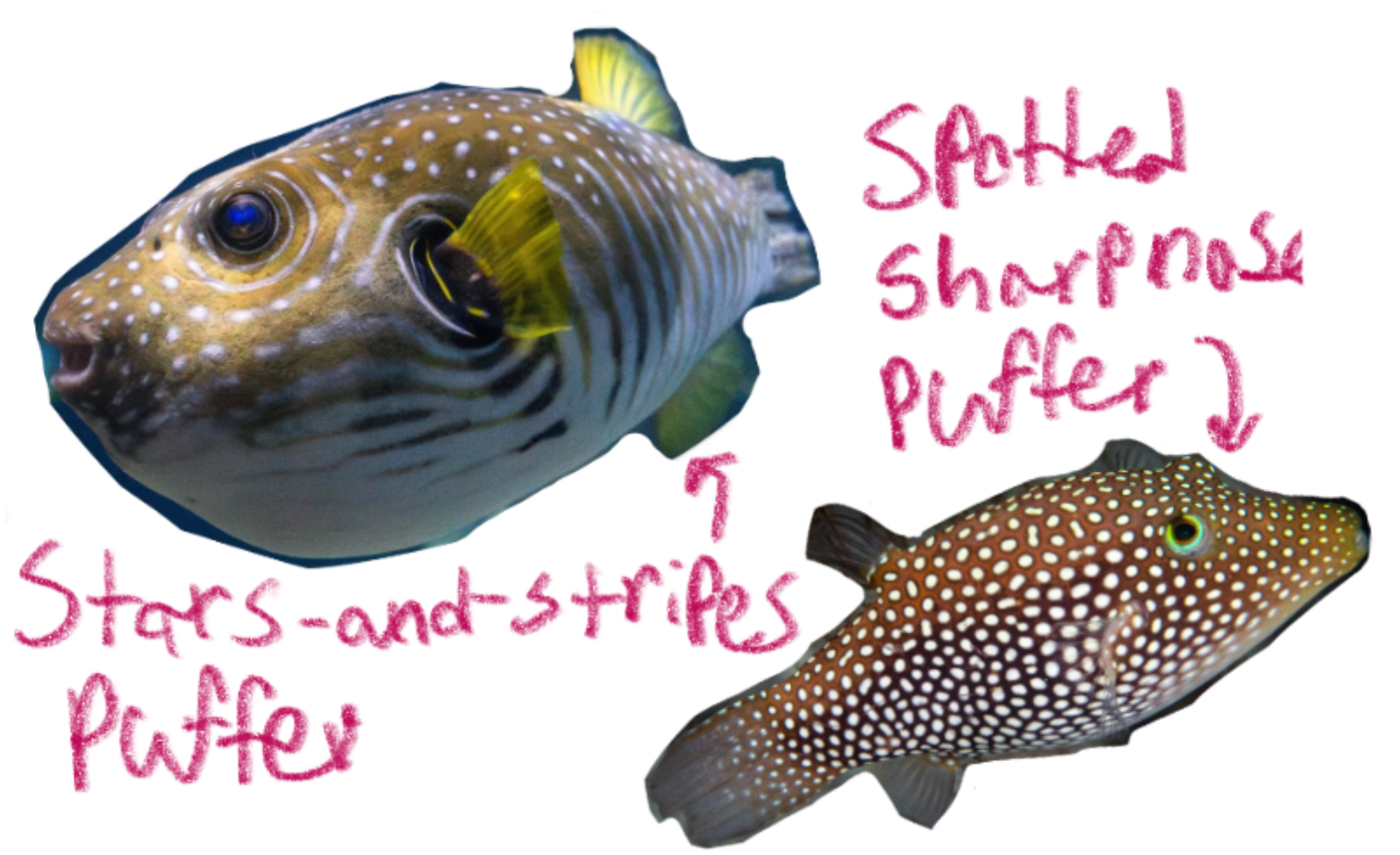 <p>True Pufferfish</p><p>(Tetra: “Four”</p><p>Odont: “Teeth)</p><p>Includes: </p>