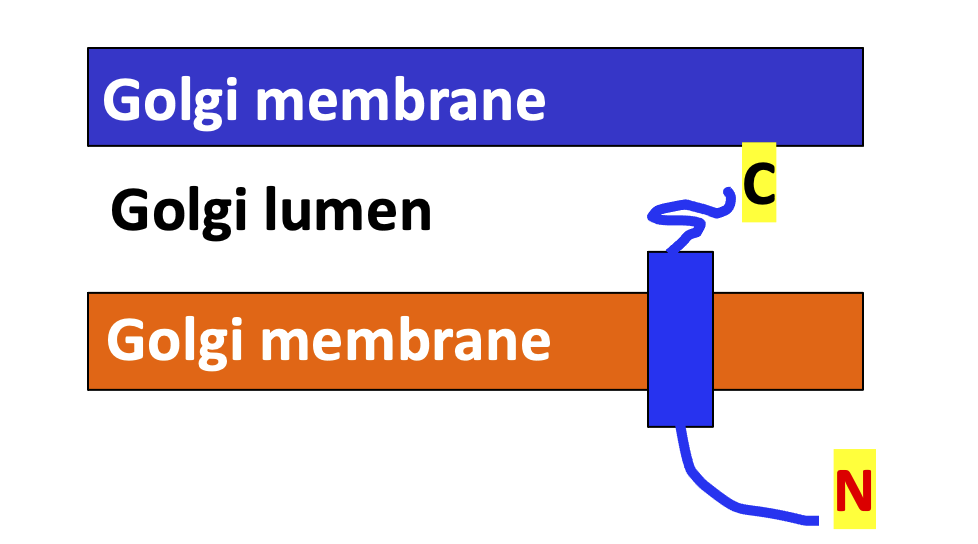 <p><span>Which of the following statement/s is/are correct based on your observation of the figure below:</span></p><p>A. None of the answer choices is correct</p><p>B. The protein contains a stretch of membrane-spanning hydrophilic amino acids</p><p>C. If the protein becomes a lipid raft resident protein, the N-terminus will face the extracellular environment when the protein reaches its final destination</p><p>D. The protein had an N-terminal cleavable signal sequence removed by signal peptidase in the ER.</p>