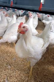 <p>Broiler</p>