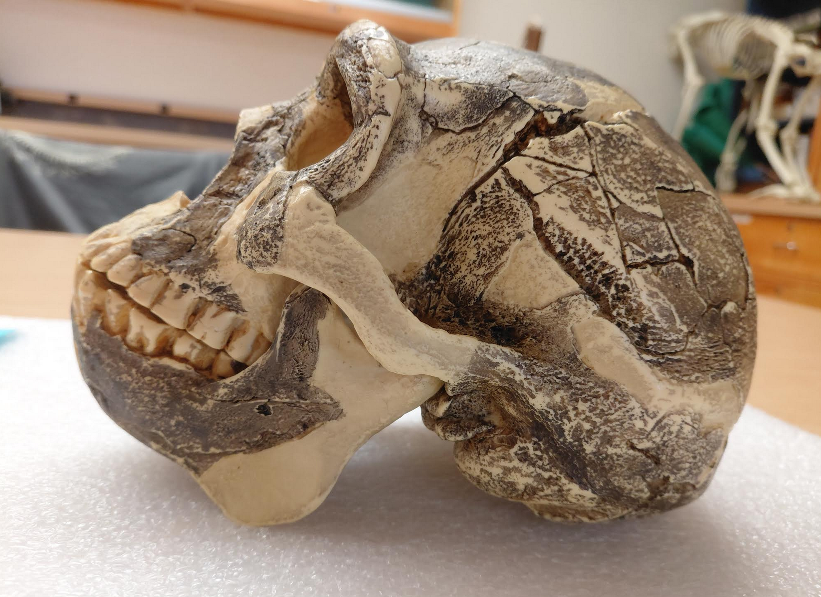 <p>What is the genus and species of this specimen? How do you know?</p>