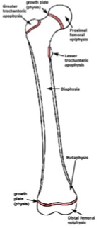 <p>diaphysis - shaft</p><p>epiphysis - on joint side of physis</p><p>metaphysis - flare at end of shaft</p><p>physis - growth plate</p><p>medullary canal </p>