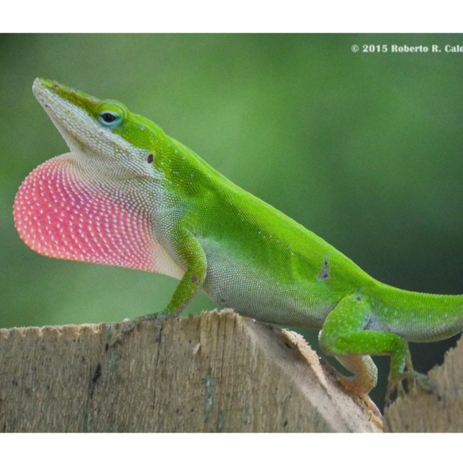 <p>name this animal</p>