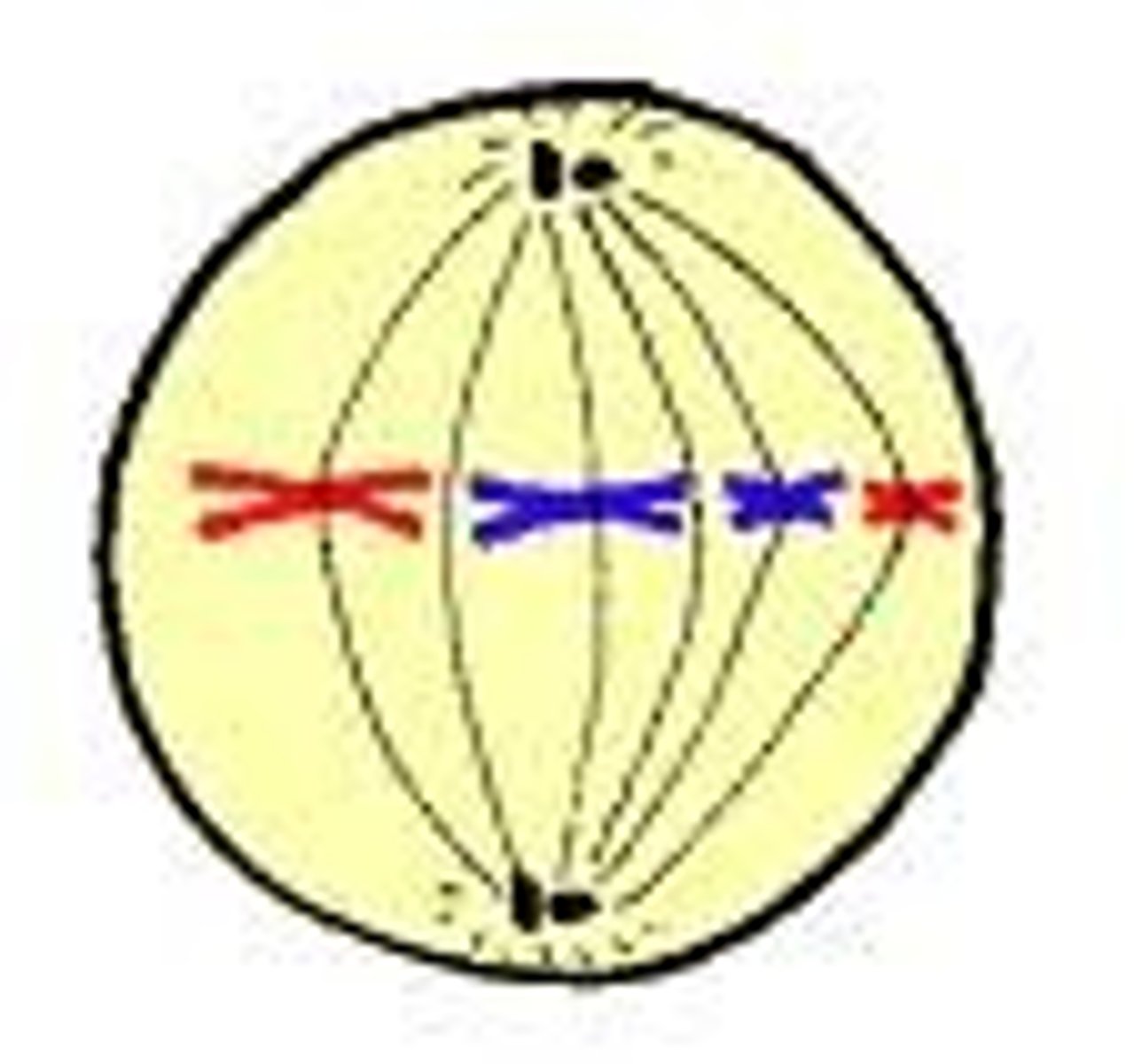 <p>Metaphase</p>