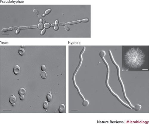 <p>found as part of normal flora in skin, mouth, vaginal tract, and GI tract.</p>