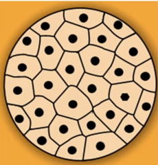 <p>- A solid ball of cells that makes up an embryo; in humans, this stage occurs within four days of fertilization.</p>