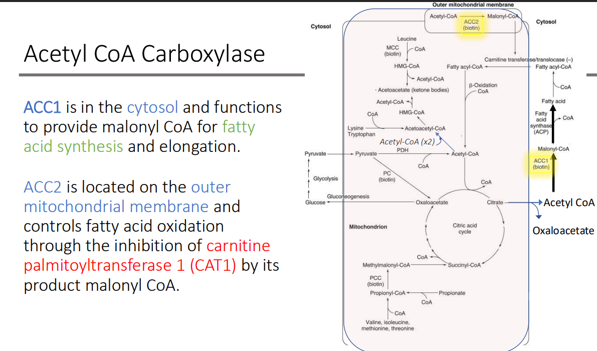<p>carnitine palmitoyltransferase 1 (CAT1) by its product malonyl CoA.</p>