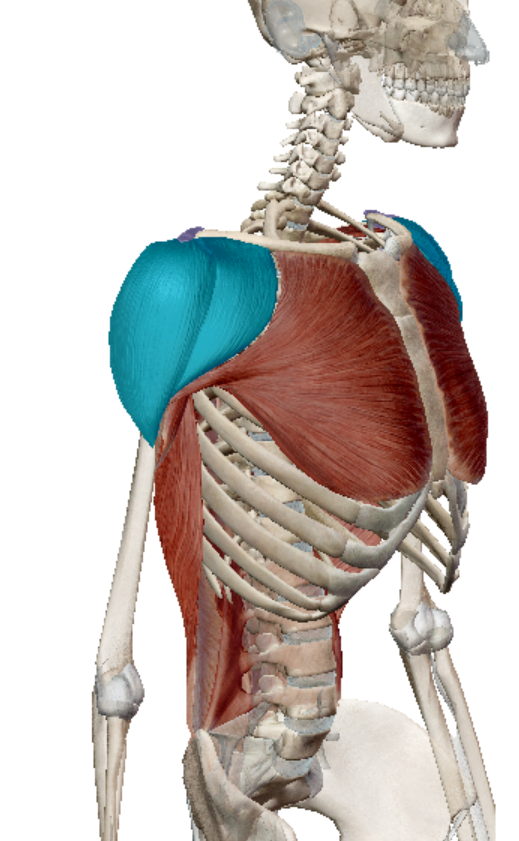 <p>Deltoid Origin</p>