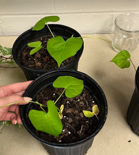 <ul><li><p>very invasive</p></li><li><p>grows extremely quickly</p></li><li><p>alternate arrangement</p></li><li><p>flower can be purple, pink, blue, white</p><ul><li><p>perfectly round with lines</p></li></ul></li></ul><p></p>