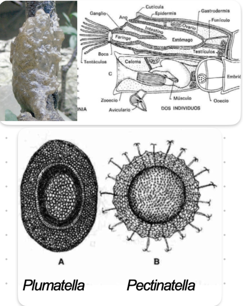 <p><strong>FILO </strong>Bryozoa<br><strong>CLASE </strong>Phylactolaemata<br><strong>ORDEN </strong>Plumatellida<br><strong>FAMILIA </strong>Pectinatellidae<br><strong>GÉNERO </strong><em><u>Pectinatella</u></em><br><strong>CARACTERÍSTICAS </strong>Colonia gelatinosa grande.<br>Tentáculos, Ganglio, boca, Faringe, Ano.<br><strong>HABITAT</strong> Agua dulce, zonas de aguas salobres, zona de manglar.<br><br><strong>CARACTERÍSTICAS </strong>Estatoblasto, estructura para dispersión y resistencia.</p>