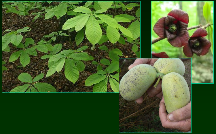 <p>•</p><p>Key Characters:</p><p>•</p><p>Pepper scent</p><p>•</p><p>Clonal</p><p>•</p><p>Acuminate leaf tips</p><p>•</p><p>Maroon flowers</p>