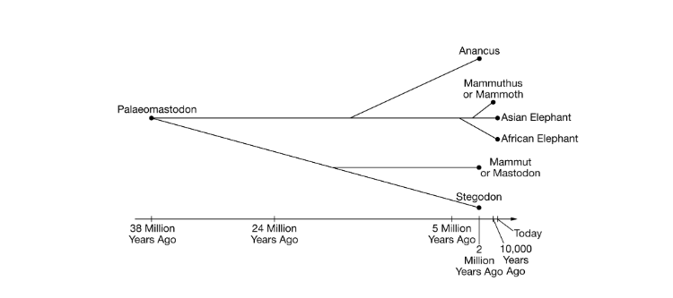 <p>Which of the following claims is best supported by the information in the figure?</p><p><strong>A) </strong>The Asian and African elephants are the most closely related species shown on the tree.</p><p><strong>B) </strong>The mammoth diverged from its most recent common ancestor with African elephants before the mastodon diverged from its most recent common ancestor with Stegodons.</p><p><strong>C) </strong>The mastodon and the Stegodon diverged from their common ancestor 2 million years ago.</p><p><strong>D) </strong>The common ancestor of the African elephant and the mastodon is the Palaeomastodon.</p>