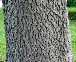 <p><span>alternate, shiny, lance-shaped leaves with fine serrations</span></p>