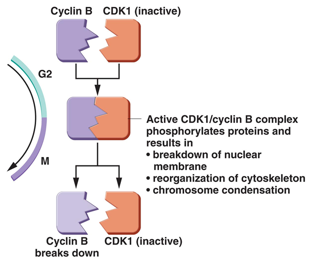 <p>series of kinase</p><p>cyclin proteins → interact with cyclin dependent kinases </p>