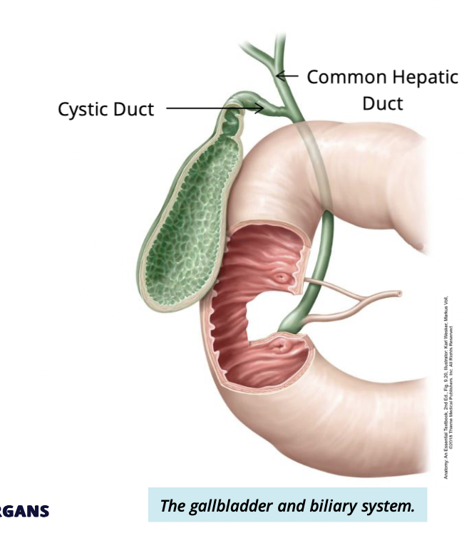 <ul><li><p>attaches to the common depatic duct </p></li><li><p>functions to transport bile to + from the gallbladder </p></li></ul><p></p>