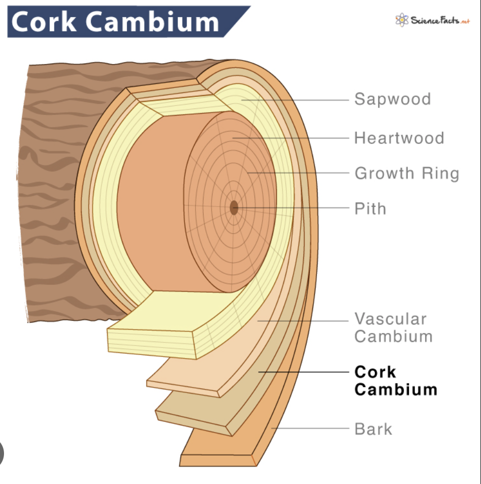 <p>The _______ ___________ divides producing cork cells or bark.</p>