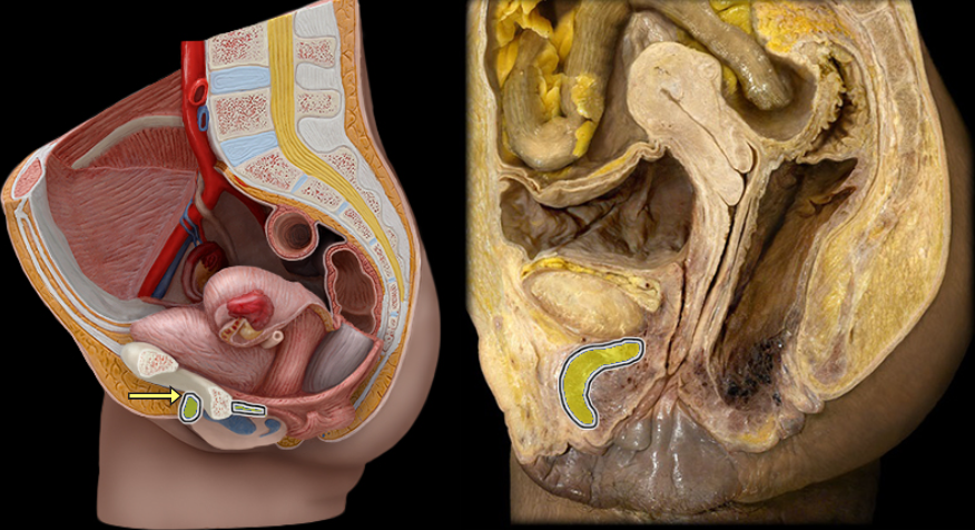 <p>what part of the female pelvis is this</p>