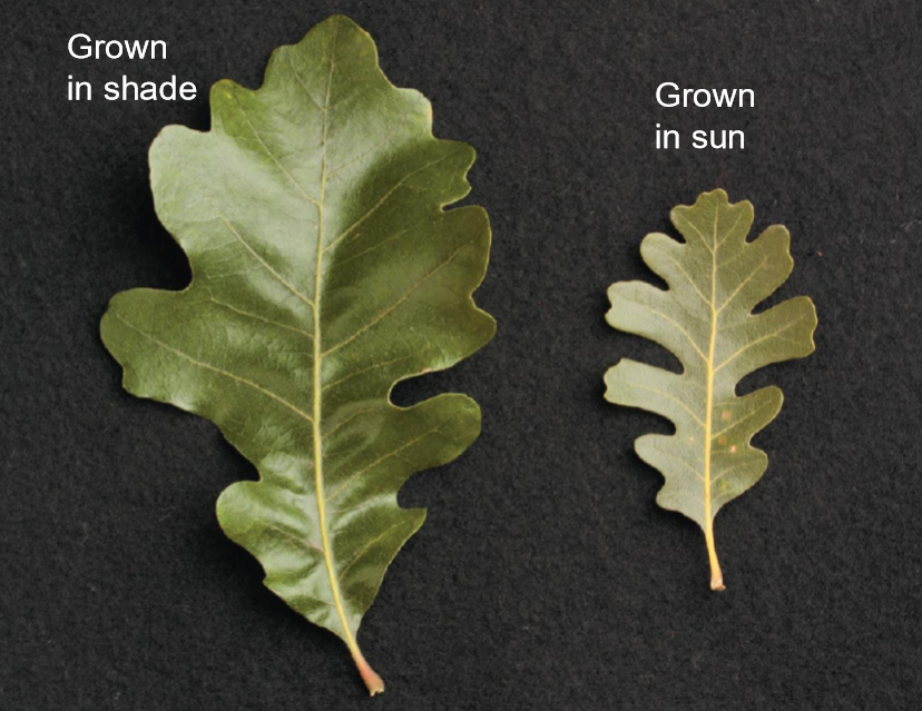 <p>Leaf Adaptations & Response to Environment</p>