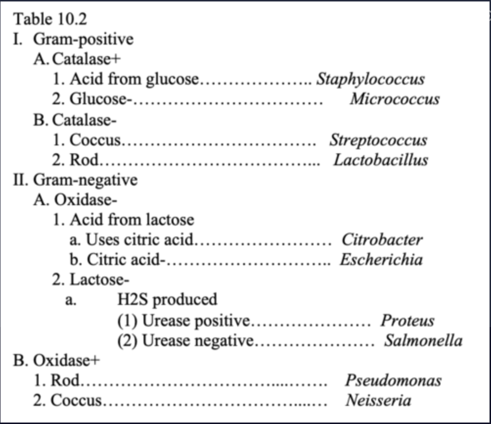 <p><span>Use the dichotomous key in Table 10.2 to identify a gram-negative coccus.</span></p><ul><li><p>Neisseria </p></li><li><p>Citrobacter</p></li><li><p>Micrococcus </p></li><li><p>Salmonella</p></li></ul><p></p>