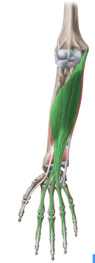 <p>flexor digitorum superficialis</p>