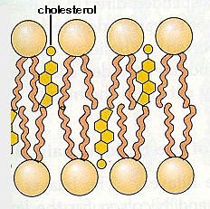 <p>stability to animal cells</p>