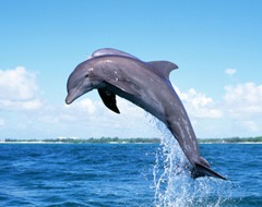 <p>A smart and friendly gray sea animal that swims in the ocean is a _____.</p>