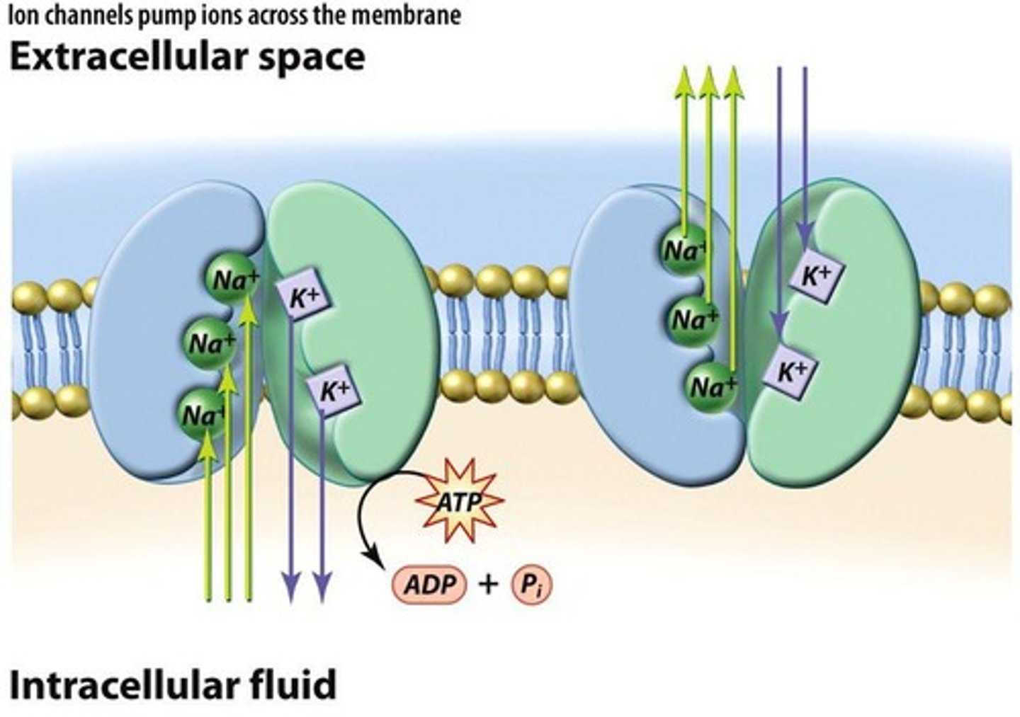 <p>A form of active transport where plasma membranes can pump ions against a concentration gradient. E.g. Na+ and K+.</p>