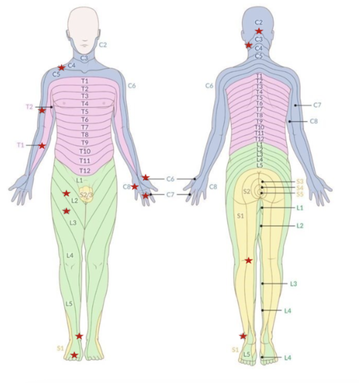 <p>What area of skin is <strong><u>dermatome L4</u></strong>?</p>