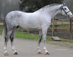 <p>welk type paard is dit</p>