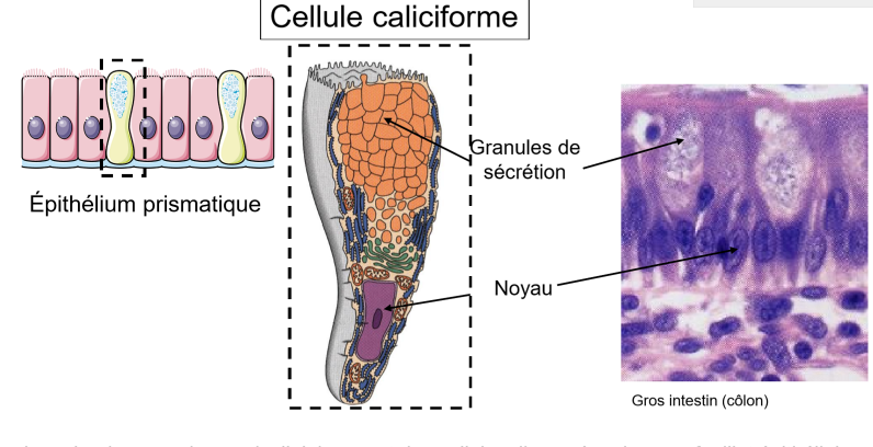 <p>tissu épithéliale glandulaire, glande exocrine, ici glande caliciforme (= unicellulaire) du gros intestin</p><p><span>&nbsp;</span>la partie basale est très allongée et contient le noyau</p><p>La partie apicale contient de sécrétion de mucus</p><p>elle se trouve dans les épithélium prismatiques, et sécrète du mucus pour protéger les microvillosité  des substances passant dans le gros intestin</p>