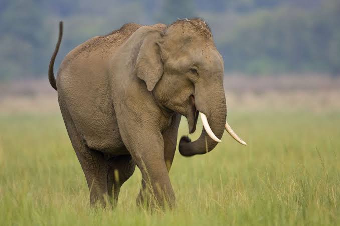 <p>grey skin, smaller then 4m, smaller ears and less flared, hairier, end trunk: single finger-like protuberance, 2 bulges on forehead, F: trunk = smaller —> tushes, wear through 6 sets of molar teeth </p>