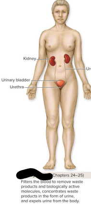 <p>Urinary system</p>