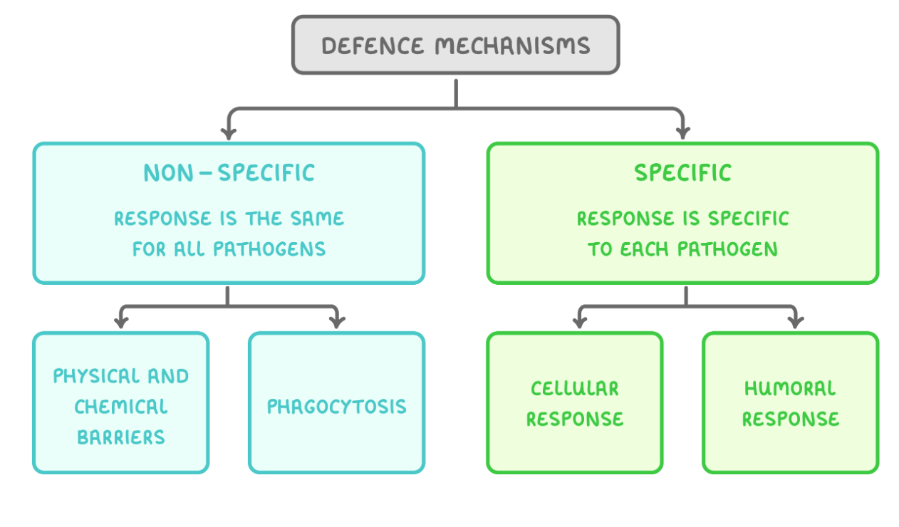 <ul><li><p><span>Non-specific</span></p><ul><li><p><span>Act quickly to defend the body, but respond in the same way for all pathogens</span></p></li></ul></li><li><p><span>Specific</span></p><ul><li><p><span>Slower to defend the body but produce a specific response for each pathogen</span></p></li></ul></li></ul><p></p>