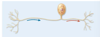 <p>single process from cell body and divides into two branches; common, ex: most (not all) sensory neurons</p>