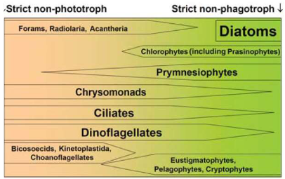 <p>Used to believe that Phototrophs and Phagotrophs were distinctly different and did not overlap. Current understanding is that there is a spectrum between Phagotrophs and phototrophs and many plankton are mixotrophic</p>