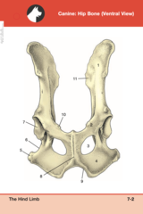<p>7</p>