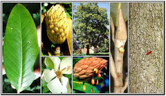 <p>alternate, simple, stipules enclosed in the bud, conspicuous stipule scars encircle the twig, cone-like aggregate of follicles or samaras</p>