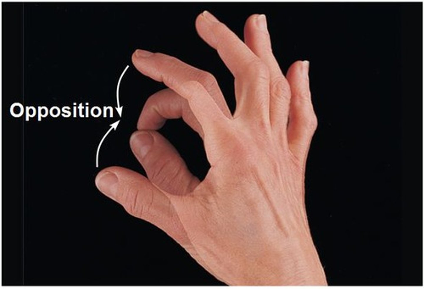 <p>Movement of the thumb to touch the fingertips</p>