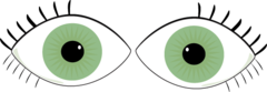<p>the eyes (plural)</p>