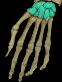 <p>List the bone <em>group</em>, and <em>how many</em> bones there are within this group. </p>