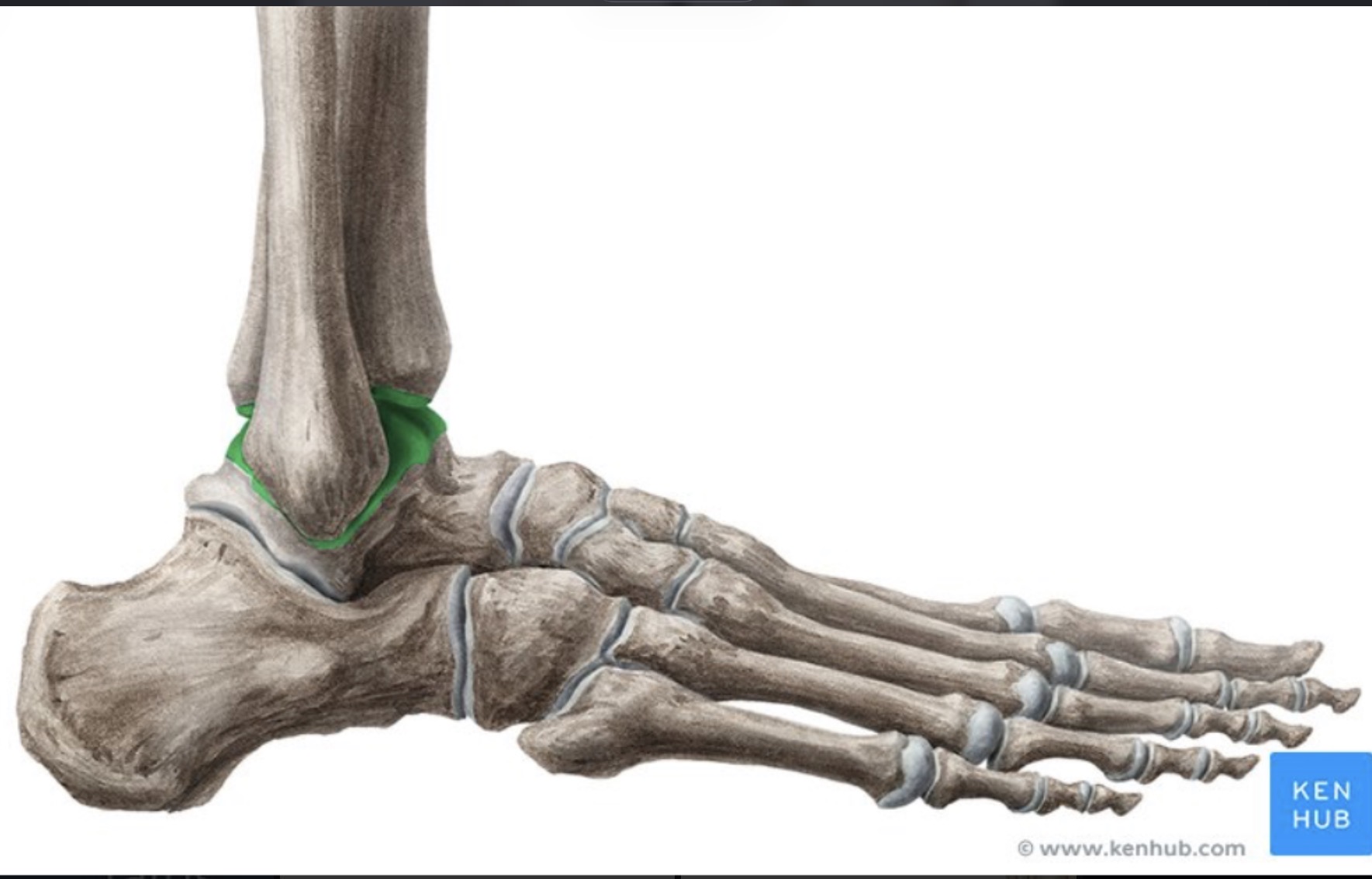 <p>Joins the tibia and fibula to form the ankle</p>