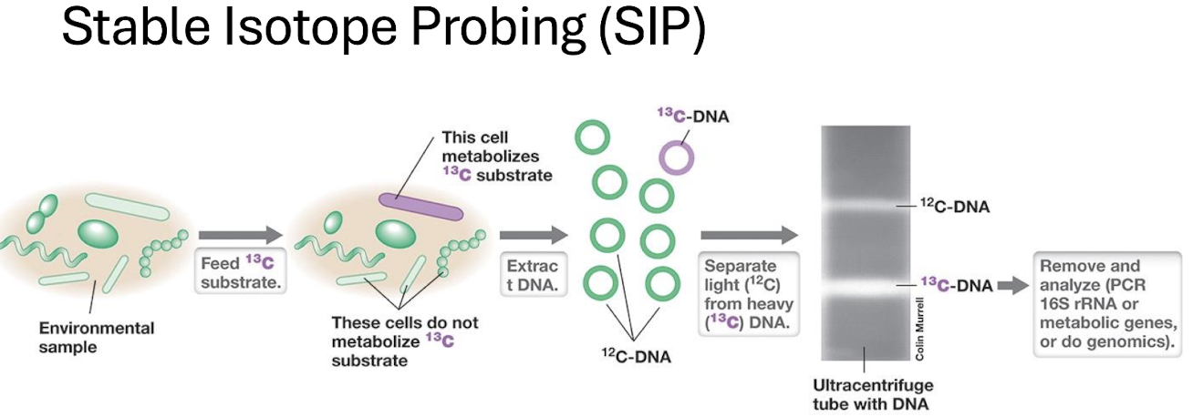 <ul><li><p><span>Feed community a <strong>¹³C‑labelled substrate</strong> → <mark data-color="green" style="background-color: green; color: inherit;">organisms metabolising it incorporate ¹³C into DNA.</mark></span></p></li><li><p><span><strong>Heavy (¹³C) DNA</strong> separated from <strong>light (¹²C) DNA</strong> by density gradient centrifugation.</span></p></li><li><p><span><strong>Links activity to identity.</strong></span></p></li></ul><p></p>