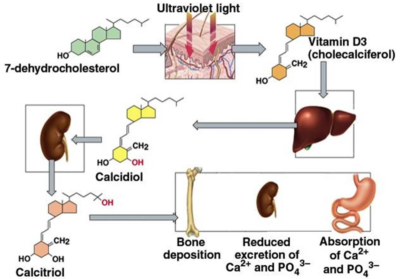 <p>the active form of vitamin D that increases intestinal absorption of calcium and phosphorus, role in bone mineralization: by increasing intestinal absorption and releasing Ca and phos in blood from bone (resorption) it promotes downstream bone mineralization by increasing supply of raw materials in the ECF but it also inhibits mineralization by increasing osteopontin, pyrophosphate, osteocalcin, & matrix Gla proteins to allow for more immediate increase in serum Ca. </p><p></p>
