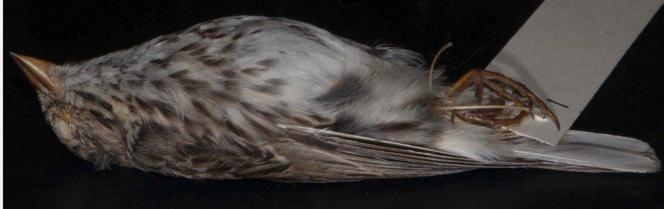 <p>Savannah Sparrow</p>