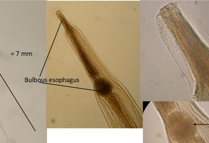 <p>What is the kingdom, phylum, order, and family of this parasite</p>