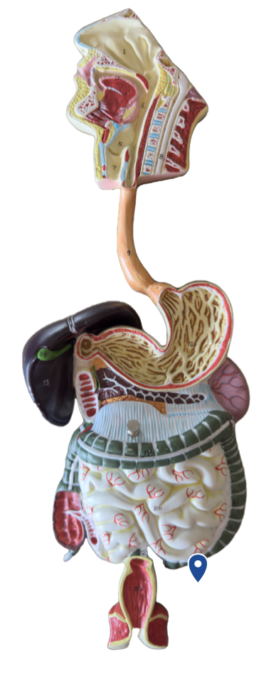 <p>Name this segment of the large intestine.</p>