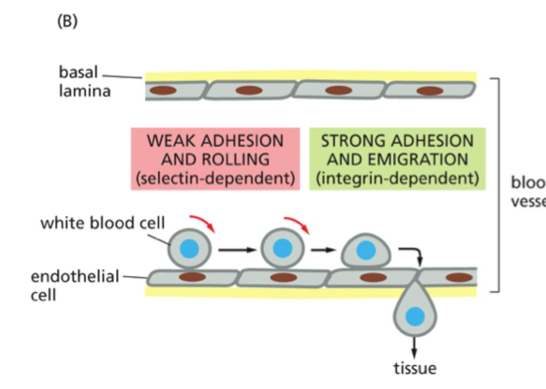 <p><strong>Tight adhesion</strong> via integriner og derefter <strong>emigration/ekstravasation</strong> ud i vævet.</p>