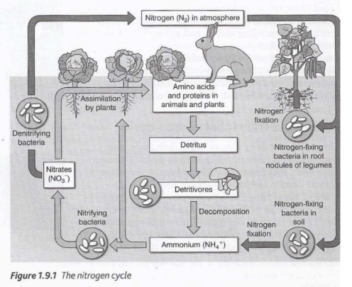 <p>The role of nitrogen</p>