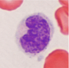 <p>What does this image show?</p>