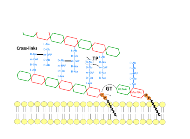<p>(GT) an enzyme that polymerizes indivudal glycan strands together</p>